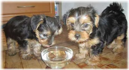 чем кормить щенка йорка