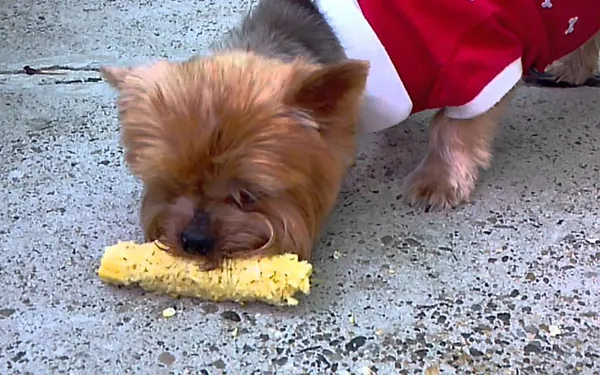 чем запрещено кормить йорка