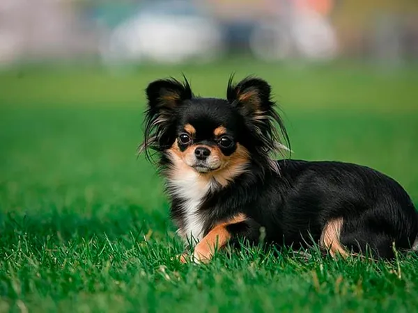 Взрослая длинношерстная мини чихуа Фото