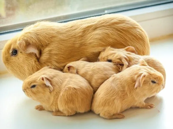 Морская свинка селф с поросятами