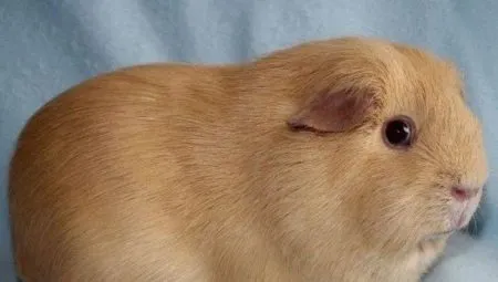 Порода Английский селф: аристократы среди морских свинок