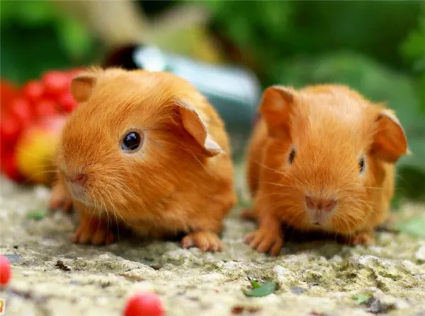 Морская свинка селф