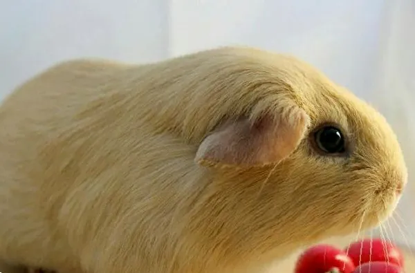 Морская свинка селф