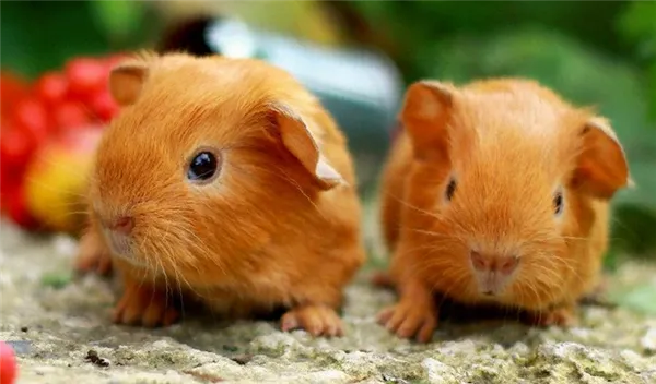 Порода Английский селф: аристократы среди морских свинок