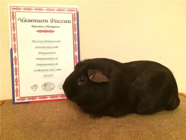 Морская свинка чемпион