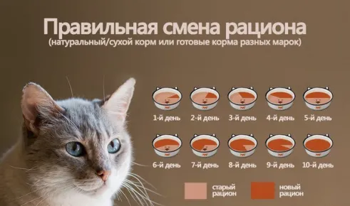 Правильная смена рациона кошки
