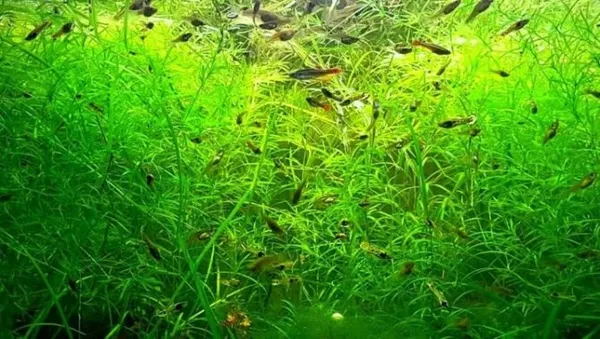 Наяс аквариумное растение содержание размножение фото. Наяс аквариумное растение. 4