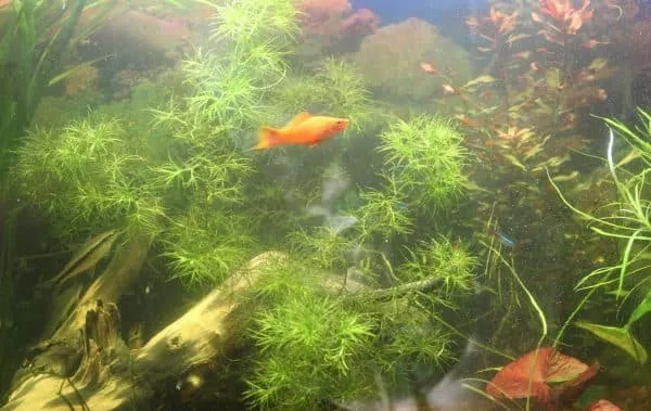 Наяс в аквариуме