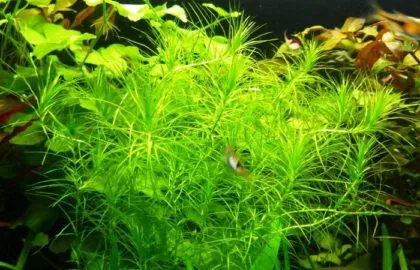 Наяс аквариумное растение содержание размножение фото. Наяс аквариумное растение. 2