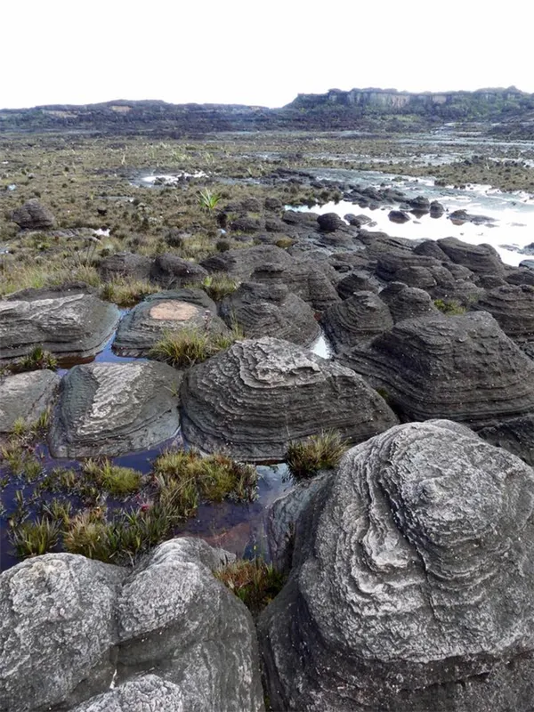 Наяс аквариумное растение содержание размножение фото. Наяс аквариумное растение. 5
