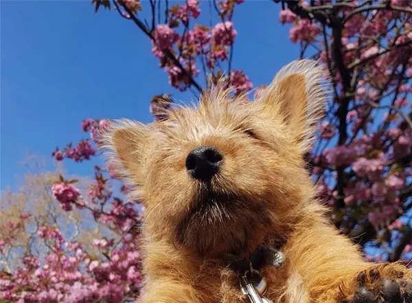 Норвич-терьер норвич терьер фото. Норвич терьер фото. 2