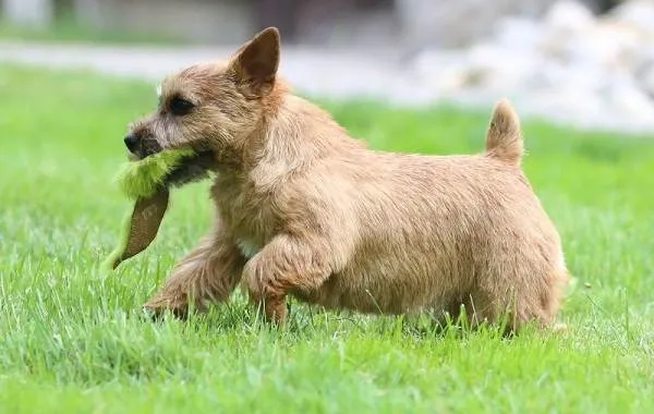 Норвич-терьер-собака-Описание-особенности-виды-уход-и-цена-породы-4