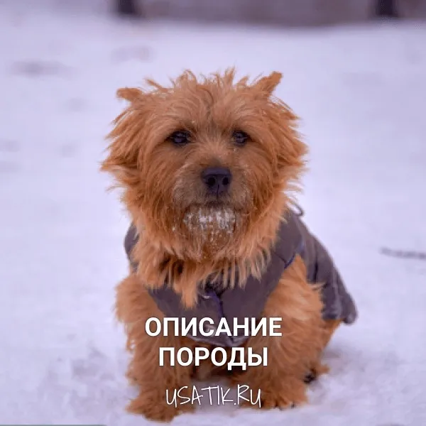 Норвич-терьер — описание породы