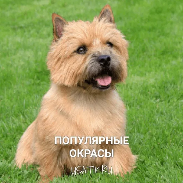 Популярные окрасы норвич-терьеров