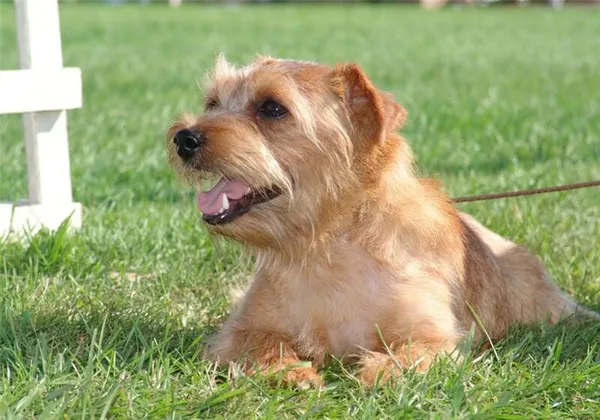 Норвич-терьер норвич терьер фото. Норвич терьер фото. 3