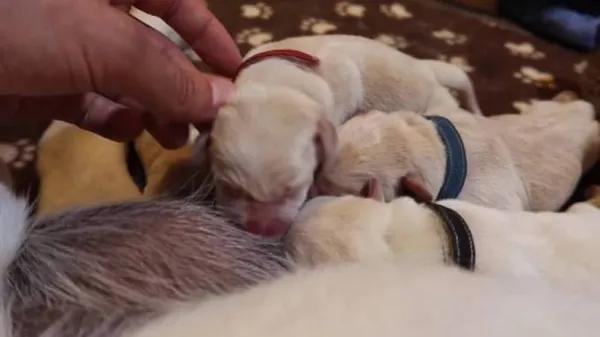 Уход за новорождёнными щенками лабрадора