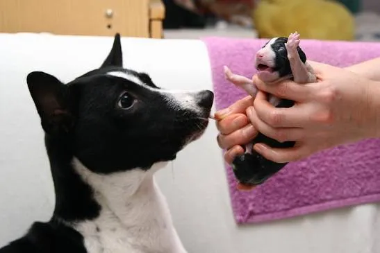 Уход за новорожденными щенками. Чем кормить новорожденных щенков. 3