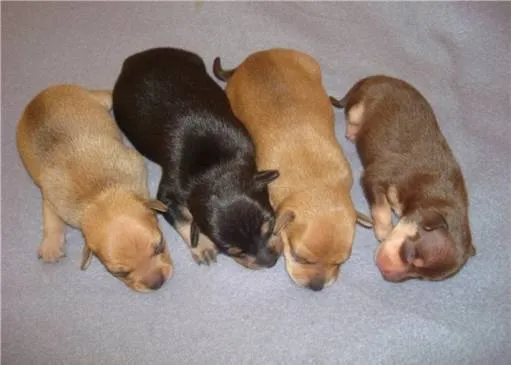 Уход за новорожденными щенками. Чем кормить новорожденных щенков. 2