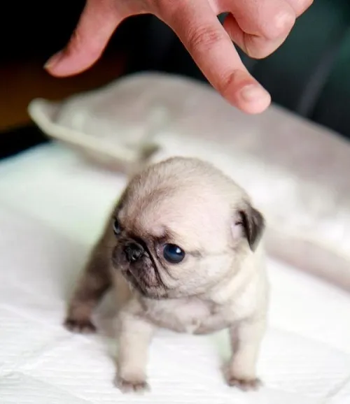 Заменитель сучьего молока для щенков: искусственное вскармливание сироток