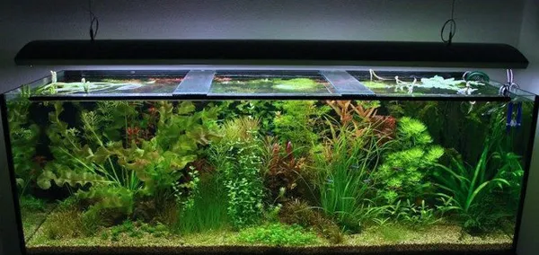 когда выключать свет в аквариуме