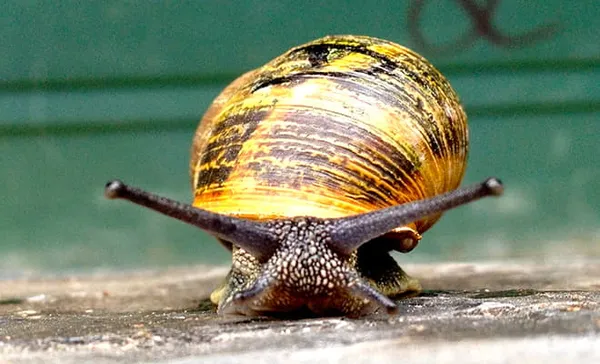 Африканская улитка