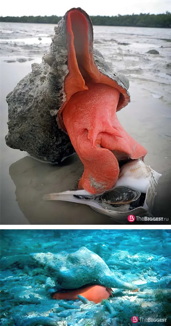 Флоридская лошадиная улитка