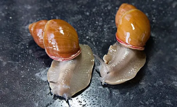 Виноградная улитка