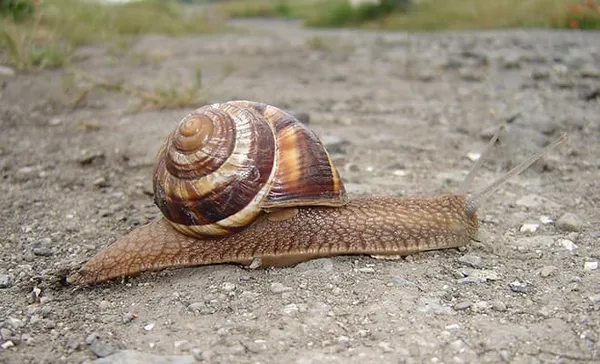 Турецкая улитка