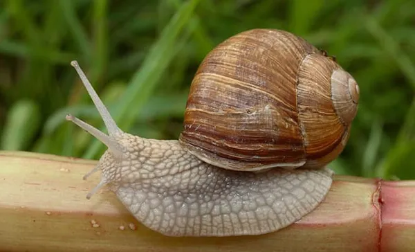 Виноградная (бургундская) улитка