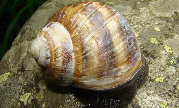 Limicolaria flammea