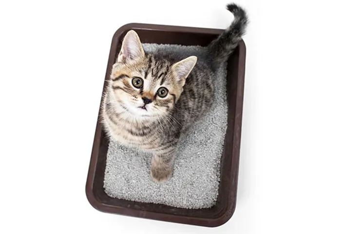 древесный наполнитель для кошачьего туалета