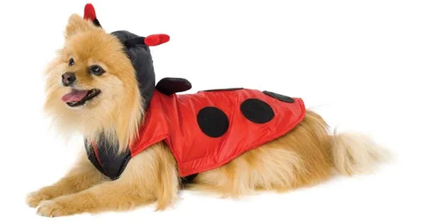 Одежда для шпица мальчика и девочки: костюм, комбинезон. Одежда для шпица. 2