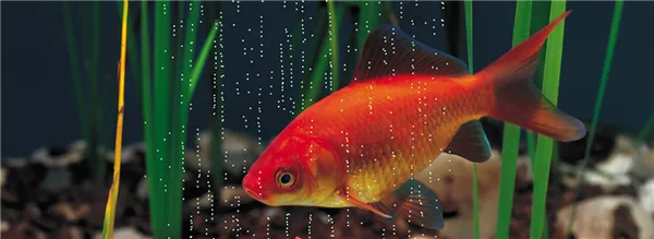 Оксидатор для Аквариума — компактный генератор-дозатор активного кислорода в воду. Оксидатор для аквариума. 3