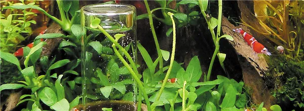 Оксидатор для Аквариума — компактный генератор-дозатор активного кислорода в воду. Оксидатор для аквариума. 2