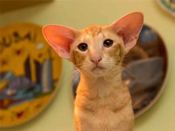 Ориентальная кошка окрас красный