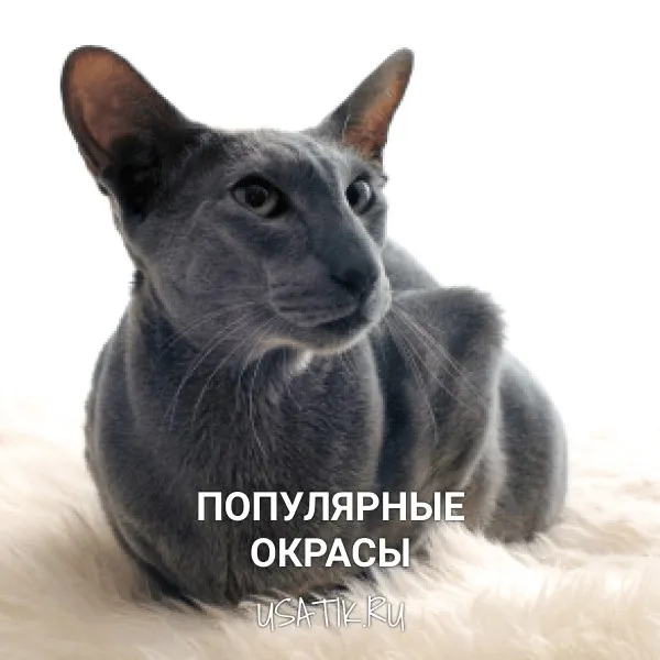 Популярные окрасы ориентальных кошек