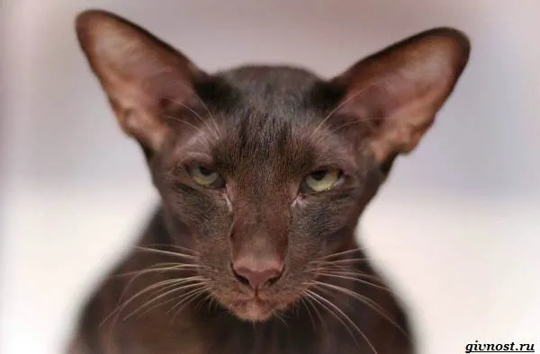 Ориентальная-кошка-описание-особенности-характер-и-цена-12