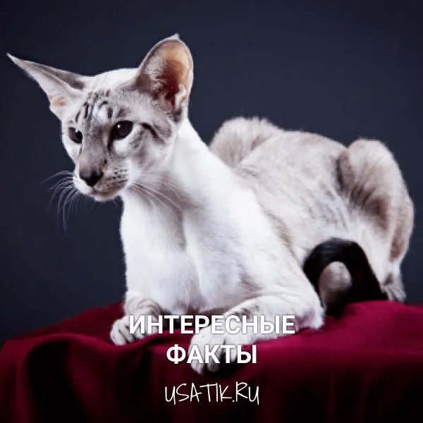 Интересные факты об ориентальных кошках