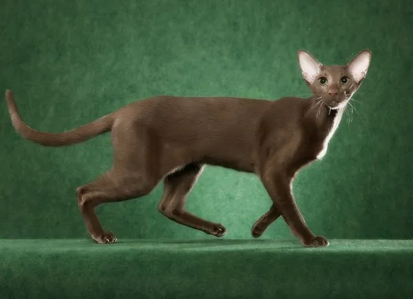 Ориентальные кошки - стандарт породы