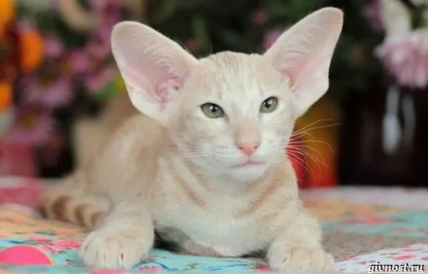 Ориентальная-кошка-описание-особенности-характер-и-цена-34