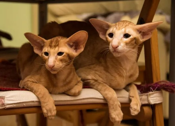 Рыжая ориентальная кошка