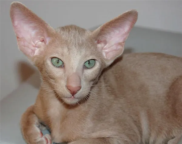 Ориентальная кошка окрас фавн