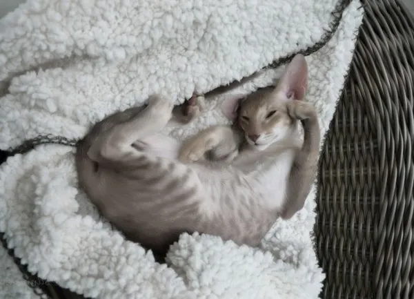 Как ухаживать за ориентальной кошкой