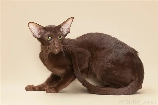 Ориентальная кошка окрас Гавана