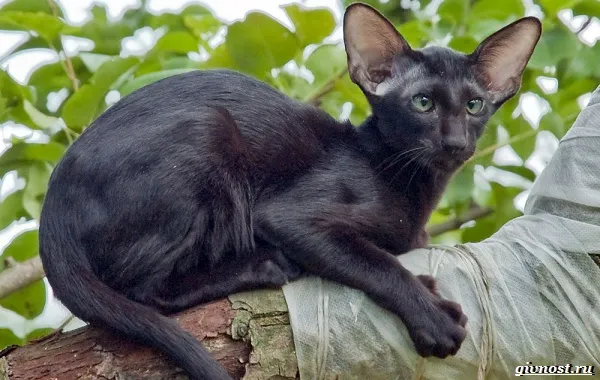 Ориентальная-кошка-описание-особенности-характер-и-цена-41