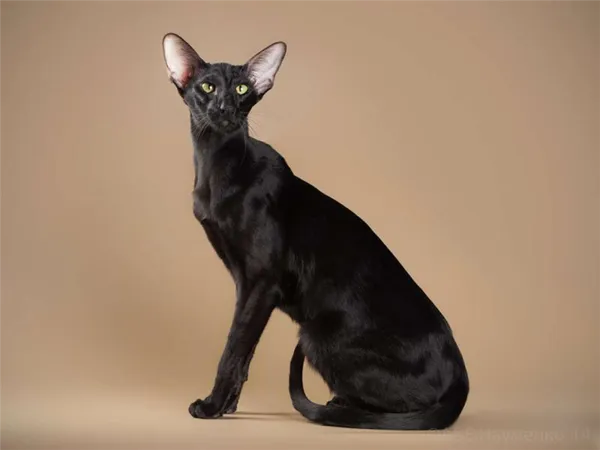 Ориентальная кошка окрас эбони