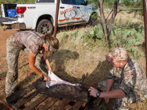 Свежевание туши дикого кабана