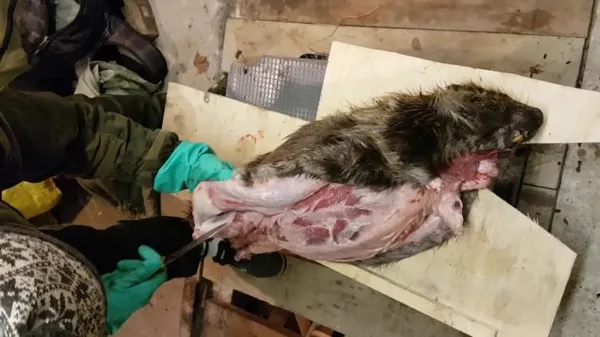 Снятие шкуры с бобра