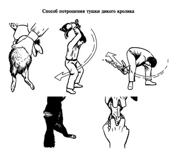 Потрошение тушки кролика