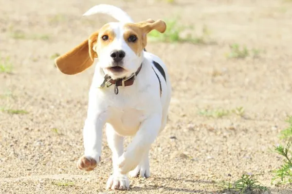 Отзывы владельцев о породе Бигль. Бигль отзывы владельцев в квартире. 2